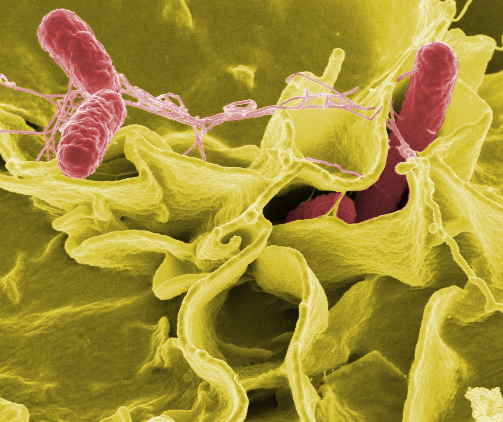 Salmonella Spp