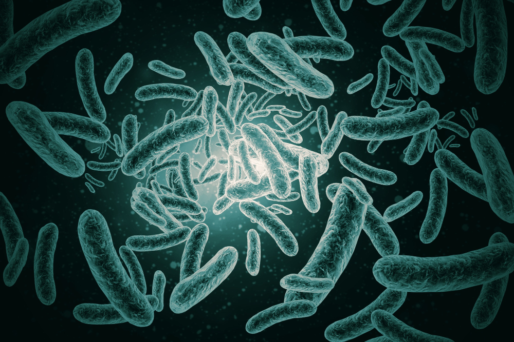 Bacillus Cereus Poisoning